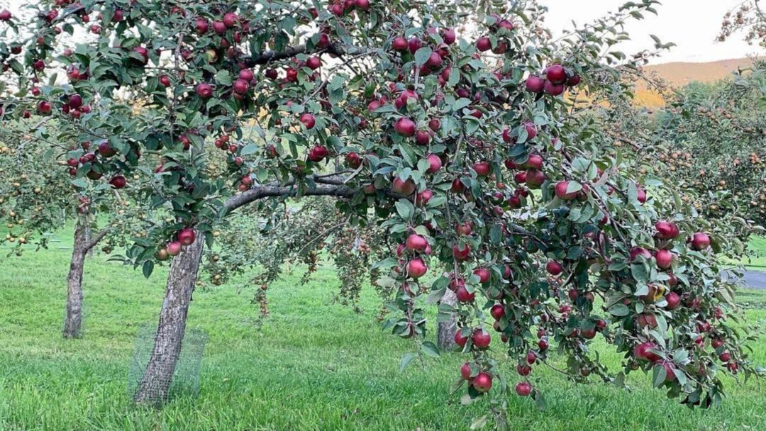 Orchard appletree